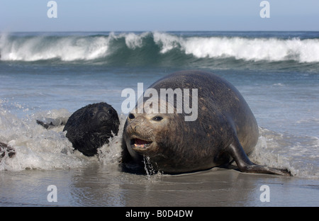 Elefante marino del sud Mirounga leonina Sea Lion Island Isole Falkland madre e nuovo cucciolo nato insieme nel surf Foto Stock