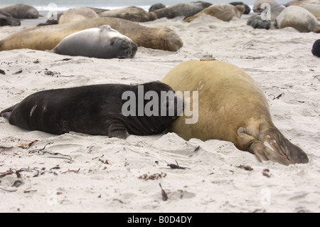 Elefante marino del sud Mirounga leonina Sea Lion Island Isole Falkland nuovo cucciolo nato il lattante Foto Stock