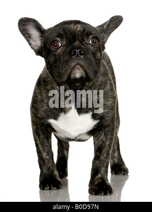 Bulldog francese cucciolo 6 mesi di fronte a uno sfondo bianco Foto Stock