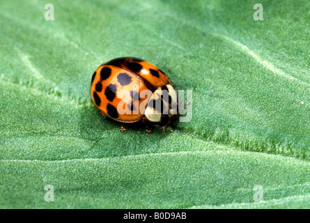 L'Asian multicolore di lady beetle (Harmonia axyridis) Foto Stock