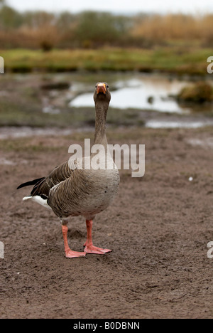 Un altezzoso Graylag Goose - Anser anser - Slimbridge Gloustershire WWT Foto Stock