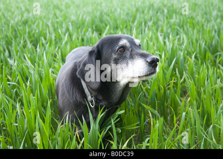 Cane nero in un campo di grano Hattingley Hampshire Inghilterra Foto Stock