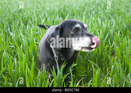 Cane nero in un campo di grano Hattingley Hampshire Inghilterra Foto Stock