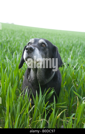 Cane nero in un campo di grano Hattingley Hampshire Inghilterra Foto Stock