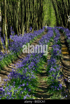 Un Bluebell laden percorso in Kent Foto Stock