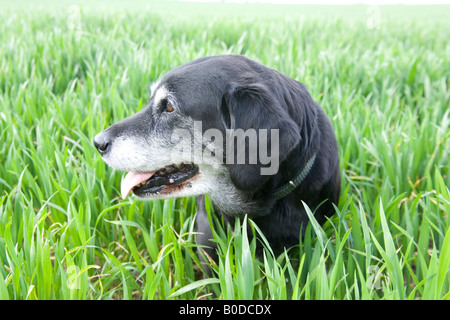 Cane nero in un campo di grano Hattingley Hampshire Inghilterra Foto Stock