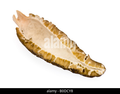 Prodotti commestibili marrone giallo Morel Morchella esculenta morchel fungo Morchella funghi cucina francese tagliato dentro a metà Foto Stock