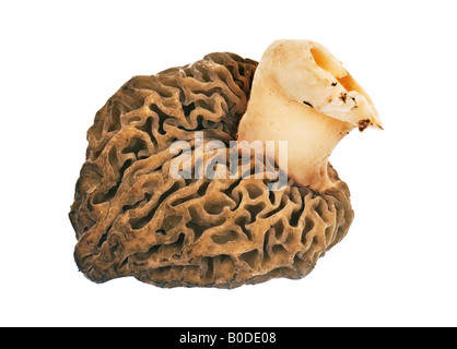 Prodotti commestibili marrone giallo Morel Morchella esculenta morchel fungo Morchella funghi cucina francese Foto Stock