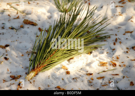 Un pino ramo poggia su un sentiero innevato Foto Stock