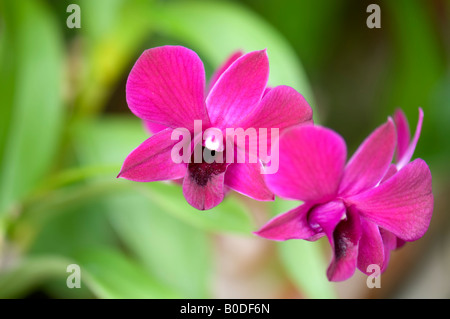 Un bel cluster di due deep pink orchidee tropicali, Cattleya, in una serra. Oklahoma, Stati Uniti d'America. Foto Stock