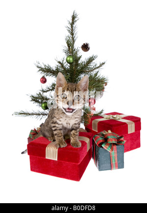 Natale Bengala gattino indossando sciarpa sotto l'albero con presenta isolato su sfondo bianco Foto Stock