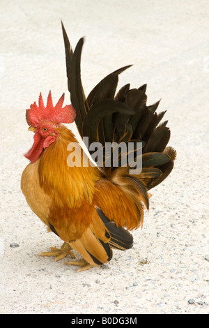 Maschio rosso Jungle fowl Foto Stock