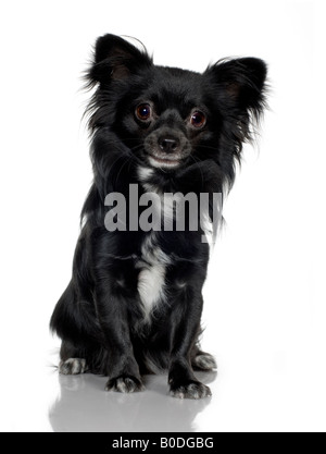 Papillon 1 anno davanti a uno sfondo bianco Foto Stock