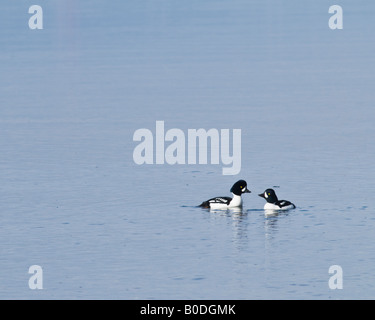 Una coppia di Barrow di Goldeneye (Bucephala islandica) Foto Stock