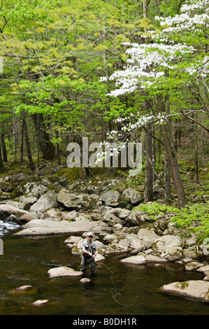 Uomo di Pesca a Mosca Report di Pesca sul polo centrale del piccolo fiume in Tremont Great Smoky Mountains National Park Tennessee Foto Stock