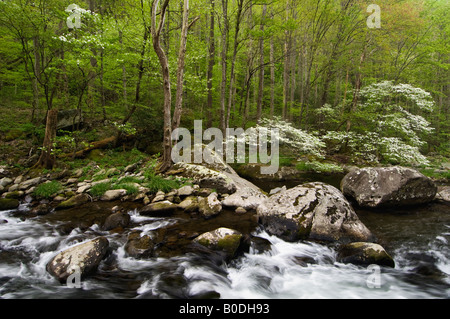 Sanguinello Blooming sul polo centrale del piccolo fiume in Tremont Great Smoky Mountains National Park Tennessee Foto Stock