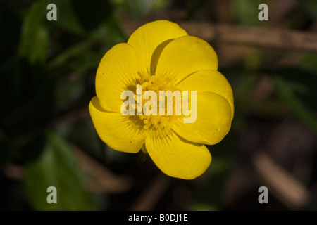 Primo piano del luminoso giallo fiore di un Ranuncolo strisciante, Ranunculus repens Foto Stock