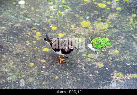 Turnstone su Marine Esplanade, vicino a Brunswick Business Park, Liverpool, in Inghilterra, inverno 2008 Foto Stock