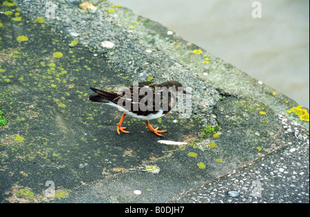 Turnstone su Marine Esplanade, vicino a Brunswick Business Park, Liverpool, in Inghilterra, inverno 2008 Foto Stock