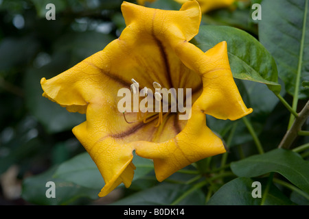 Solandra maxima Solanceae Foto Stock