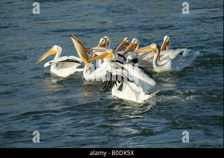 Angolo di alta vista di pellicani tenendo la trota iridea pesce (Oncorhynchus mykiss) nei rostri Foto Stock