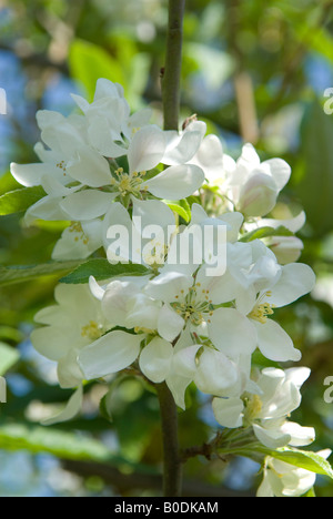 White apple blossom fiori, Norfolk, Inghilterra Foto Stock