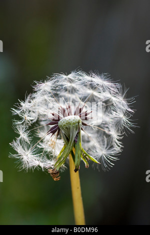 Tarassaco orologio, Taraxacum seedhead, primo piano. Foto Stock