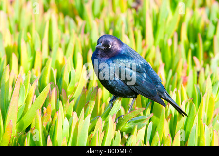 Brewer's Blackbird Foto Stock