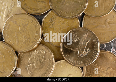 Loonies Foto Stock