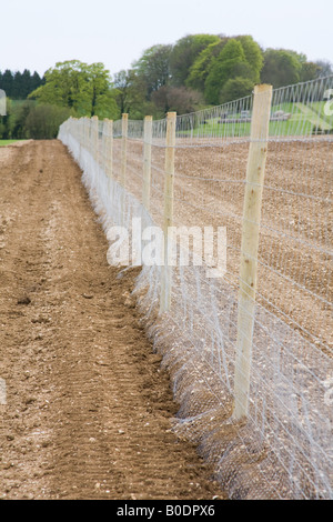 La lepre e il cervo recinto di prova Hampshire Inghilterra Foto Stock