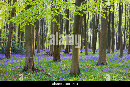 Bluebell woodlands in legno Micheldever Hampshire Inghilterra Foto Stock