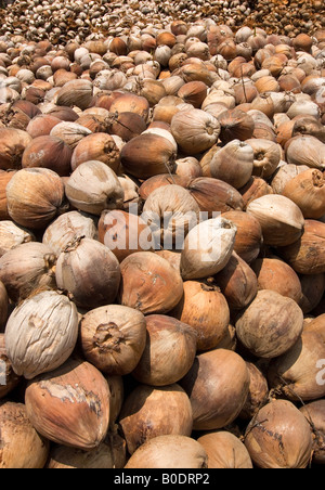 Un raccolto di noci di cocco in attesa di elaborazione in una piantagione di cocco impilati vicino a una spiaggia tropicale su un isola nel Sud della Thailandia. Foto Stock