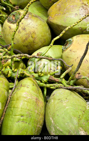 Noci di cocco verde per la vendita in Messico. L'esterno è noto come una drupa, la pietra interna (endocarpo) è il cocco come lo conosciamo. Foto Stock