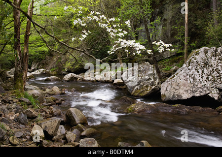 Sanguinello Blooming sul polo centrale del piccolo fiume in Tremont Great Smoky Mountains National Park Tennessee Foto Stock