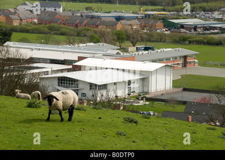 Pecora che pascola nel campo affacciato Aberystwyth centro svaghi e Penweddig lingua gallese scuola secondaria, Wales UK Foto Stock