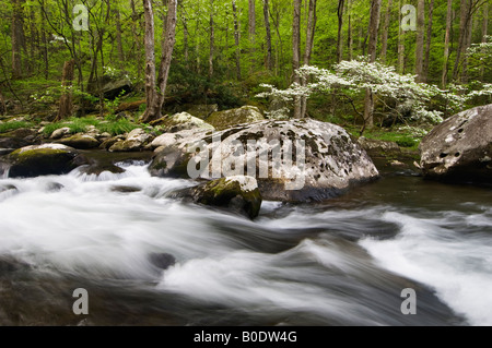 Sanguinello Blooming sul polo centrale del piccolo fiume in Tremont Great Smoky Mountains National Park Tennessee Foto Stock