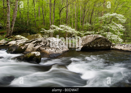 Sanguinello Blooming sul polo centrale del piccolo fiume in Tremont Great Smoky Mountains National Park Tennessee Foto Stock