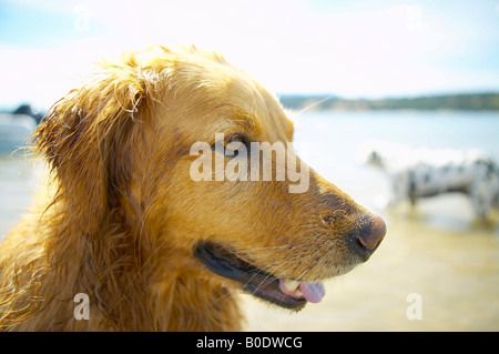 Close-up di un umido Golden Retriever sulla spiaggia con un dalmata in background Foto Stock