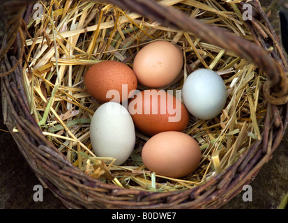 Sei uova organiche di diversi colori su paglia in un vecchio cesto di vimini Foto Stock