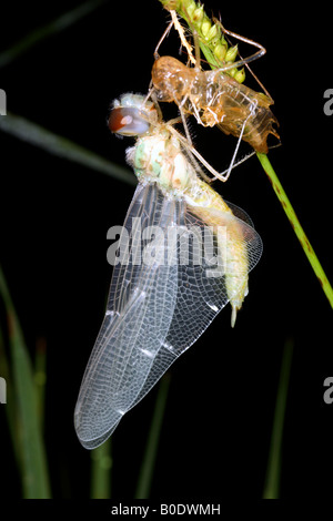 Dragonfly adulti emergenti dalla ninfa Foto Stock