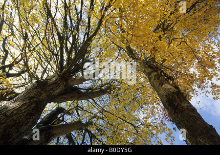 Campo di alberi di acero Acer campestre nel colore di autunno nel Dorset Foto Stock