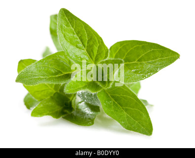 Origano (Origanum vulgare) Foto Stock