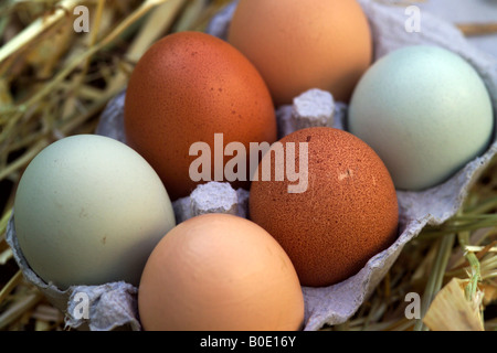 Chiudere fino a sei differenti organici colorati uova in un uovo-box sulla paglia Foto Stock