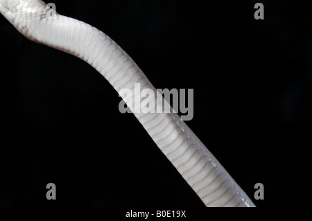 Una parte del corpo della sfera Leucistic Python Foto Stock