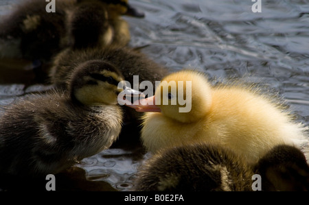 Il giallo il germano reale (Anas platyrhynchos) anatroccoli facendo clic becchi a bordo dell'acqua, a Martin mera Wetland Centre in wigan greater manchester. Foto Stock