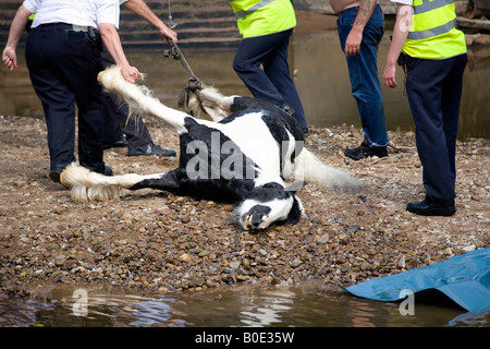 Horse annegamento Appleby Fair 2007 20 Foto Stock