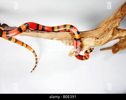 Rosso serpente del latte al di sopra del ramo Foto Stock