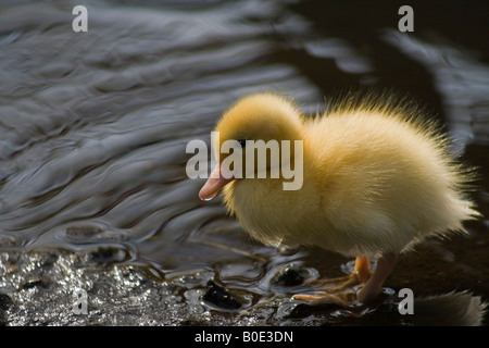 Il giallo il germano reale (Anas platyrhynchos) anatroccolo al bordo dell'acqua, a Martin mera Wetland Centre (WWT) in Wigan Greater Manchester, Lancashire Foto Stock