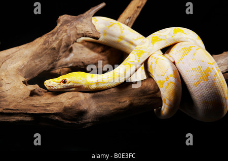 Albino Python su un ramo Foto Stock