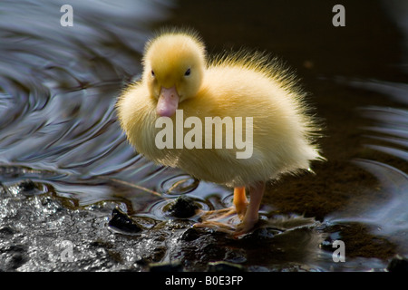 Il giallo il germano reale (Anas platyrhynchos) anatroccolo al bordo dell'acqua a Martin Mere Wildfowl & Wetlands Centre, Burscough, Lancs. Foto Stock